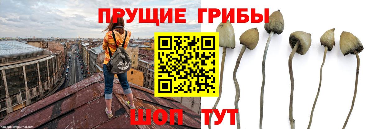 Псилоцибиновые грибы GOLDEN TEACHER  Вход с VPN  Галлюциногенные грибы GOLDEN TEACHER  магазин продажи наркотиков  Ачинск 